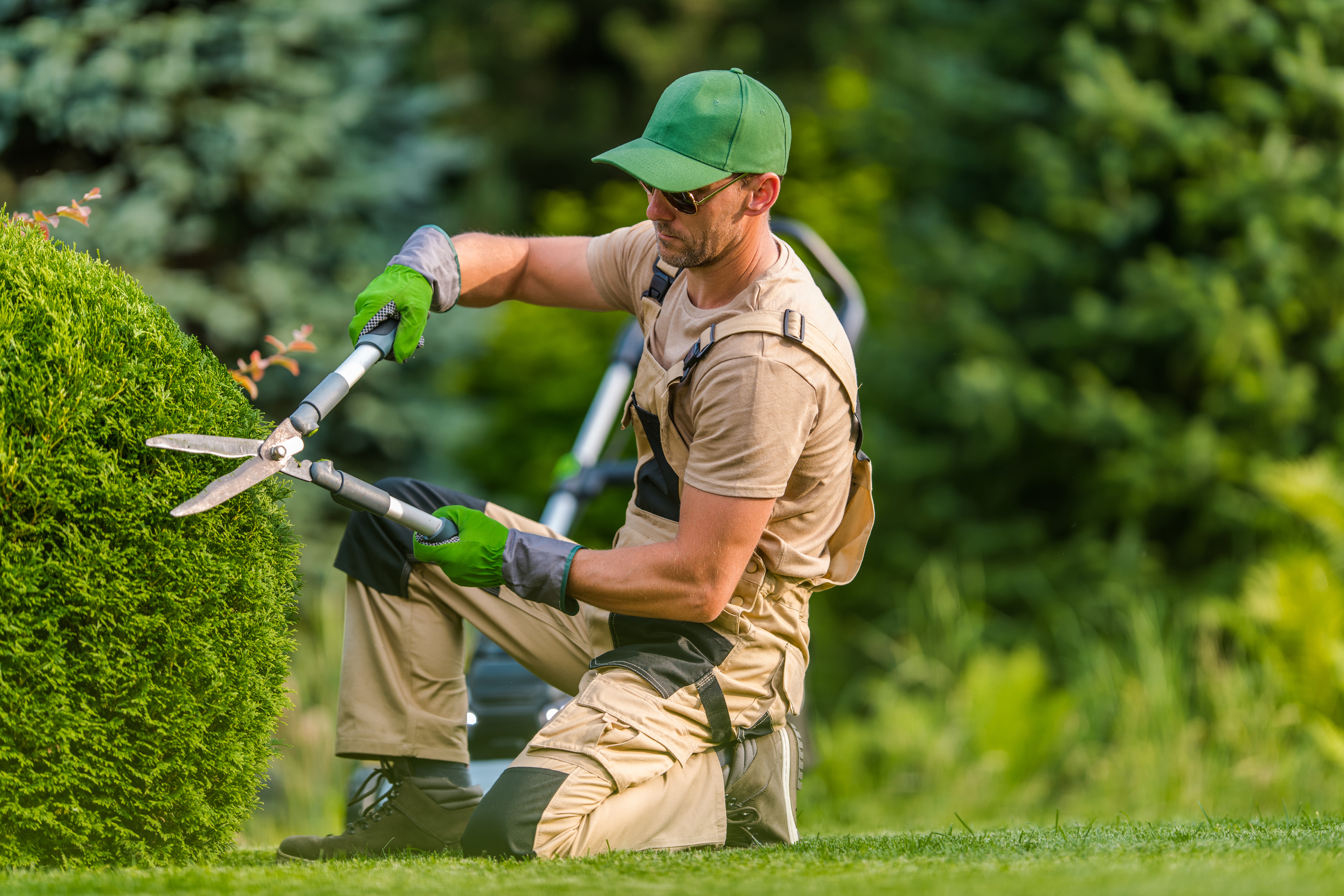 Man Cutting Shrub